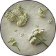 INDIAN VALERIAN