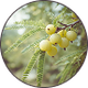AMLA GOOSEBERRY