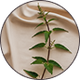 INDIAN NETTLE