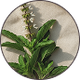 HOLY BASIL
