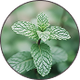 MINT LEAVES