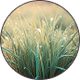 LEMON GRASS