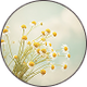 CHAMOMILE